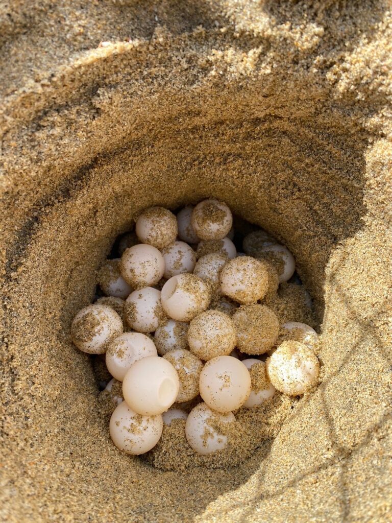 Turtle Conservation img 20260623 wa0006