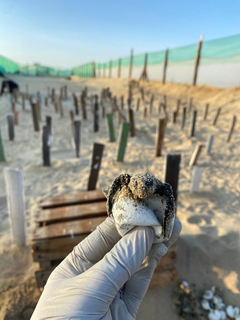 Turtle Conservation img 20260623 wa0009(1)