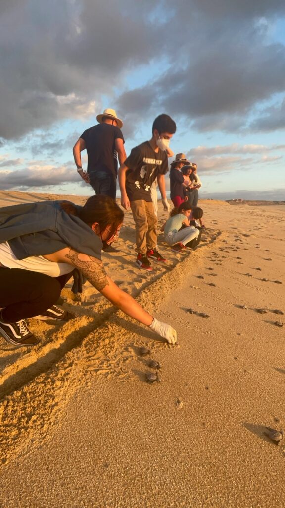 Turtle Conservation img 20260623 wa0015