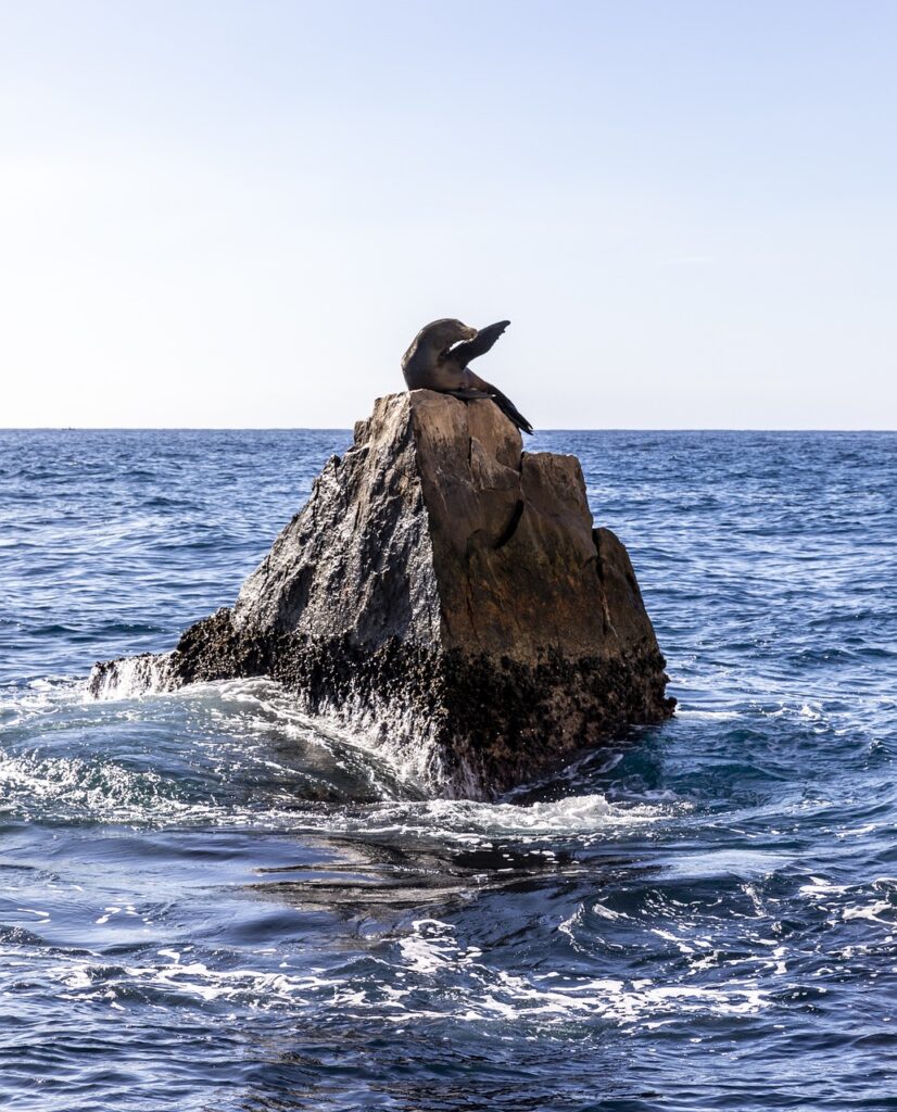 Glass Bottom Boat seal, nature, cabo san lucas, cabos, mexico, mammal, water, sea, wildlife, ocean, cute