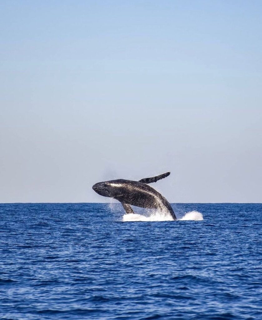 Humback Whale Watching whale, sea, ocean, waves, aquatic, mammal, pacific, fin, marine, diving, animal, nature, the cobanos, sonsonate, el salvador, whale, whale, whale, whale, whale