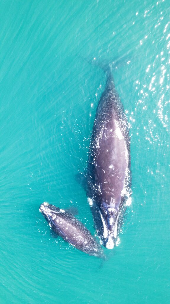 Gray Whale Watching Captivating aerial view of a mother whale with her calf swimming in turquoise waters, showcasing nature's beauty.