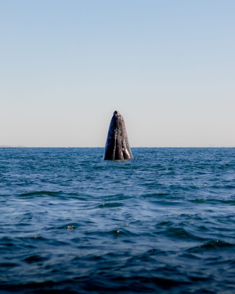 Gray Whale Watching A majestic gray whale breaches in the calm waters off the coast of BCS, Mexico.