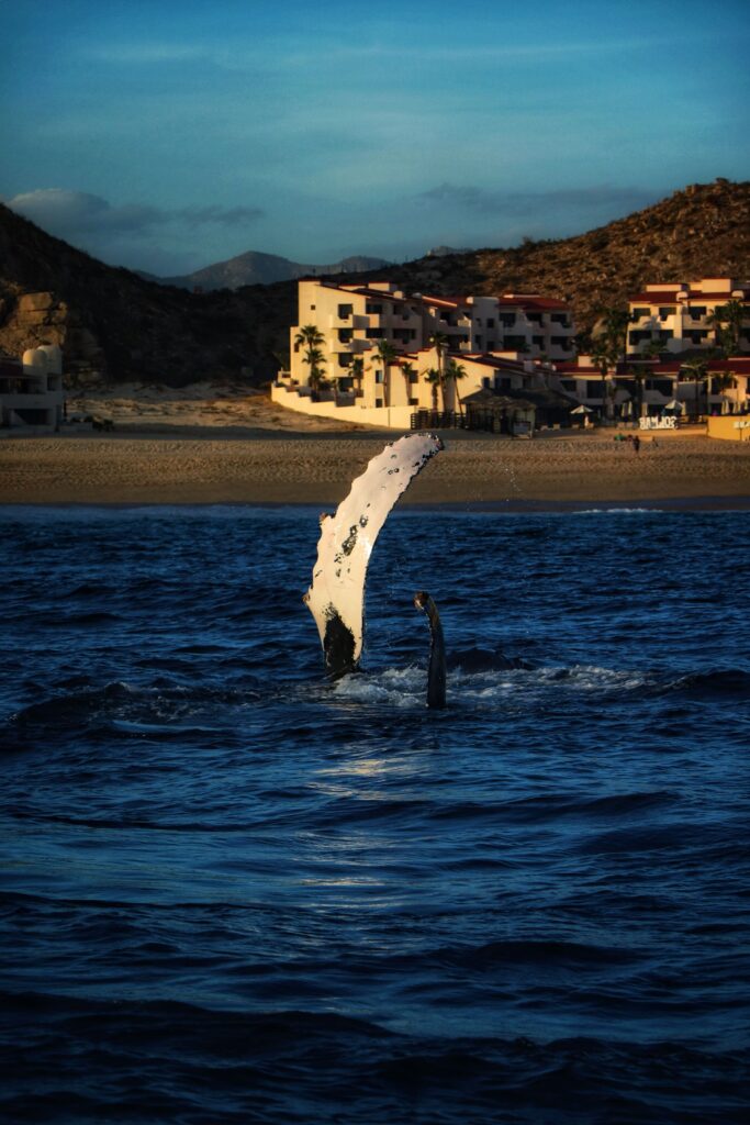 Humback Whale Watching Close-up of a whale tail rising from the sea with Cabo San Lucas beach in the background