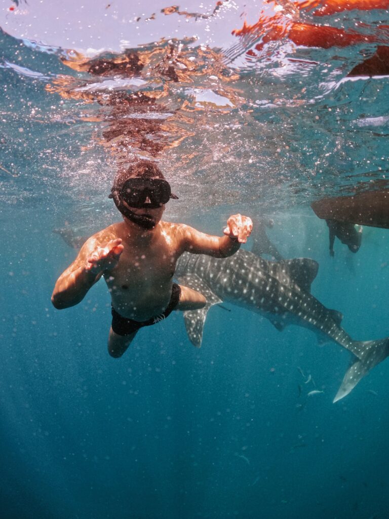 Whale Shark Encounter Snorkeler swimming with a majestic whale shark in clear blue water, capturing a thrilling aquatic adventure.