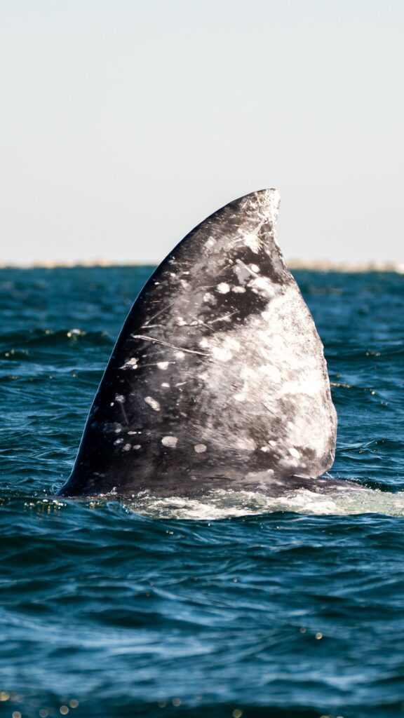 Gray Whale Watching Close-up of a gray whale's fin emerging from the water, showcasing marine wildlife beauty.