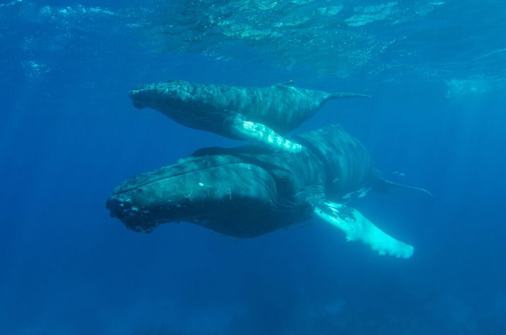 Humback Whale Watching A serene underwater scene of a mother humpback whale with her calf, swimming peacefully.