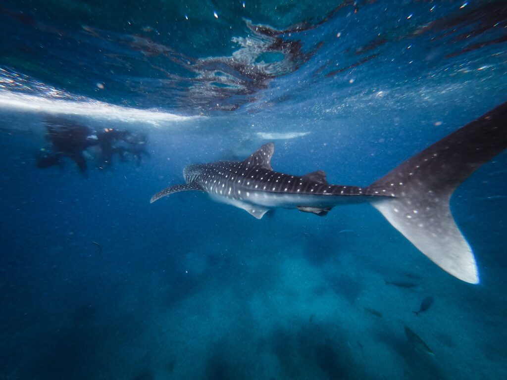 Whale Shark Encounter Stunning underwater view of a whale shark with scuba divers in the background, showcasing marine life.
