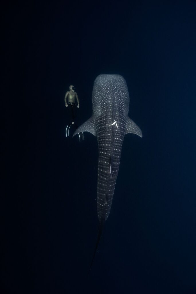 Whale Shark Encounter A breathtaking view of a diver swimming alongside a majestic whale shark underwater.